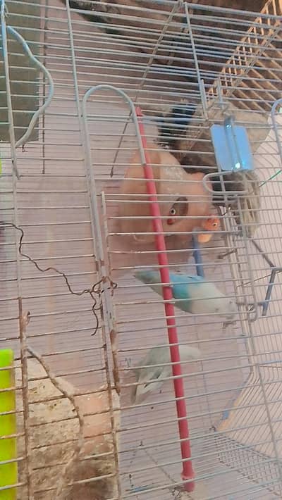 parrot no cage 2 pair price 2000