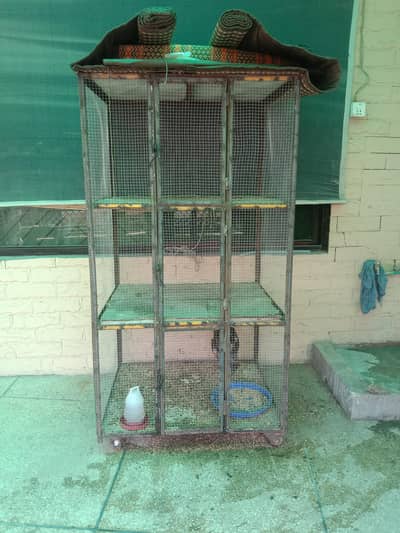 Pinjra Hens