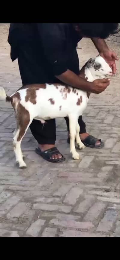 Gulabi munda tedda male age 6 months