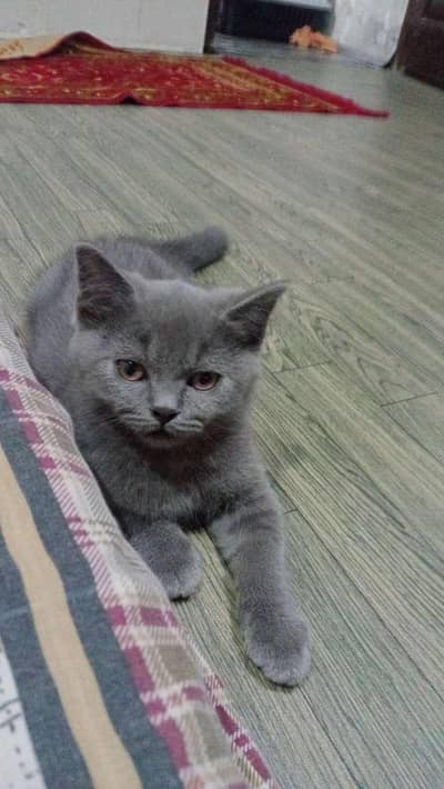persian kittens Sale