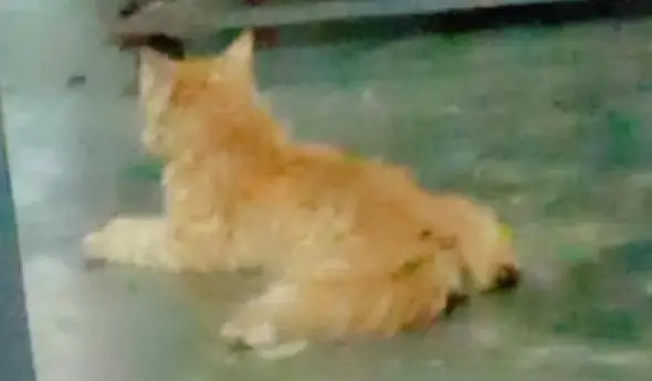 double coated mother &kitten — photo 4