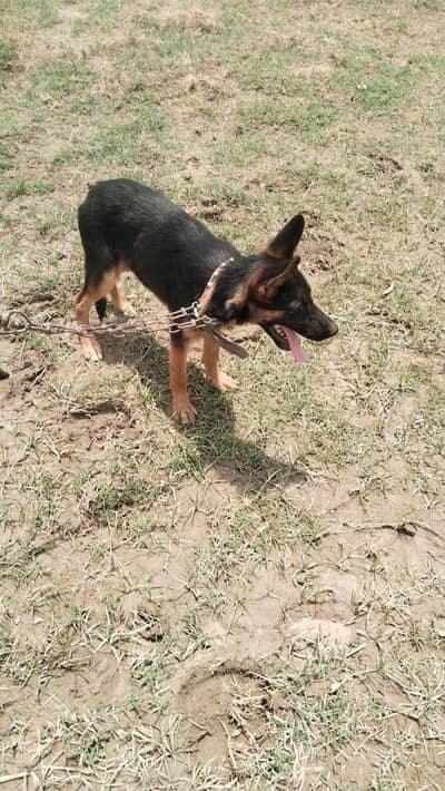 German Shepherd dogs pappi long for sale urgent my 03425864753