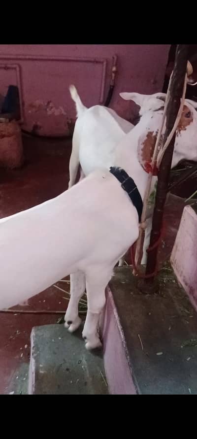 bakra bacha