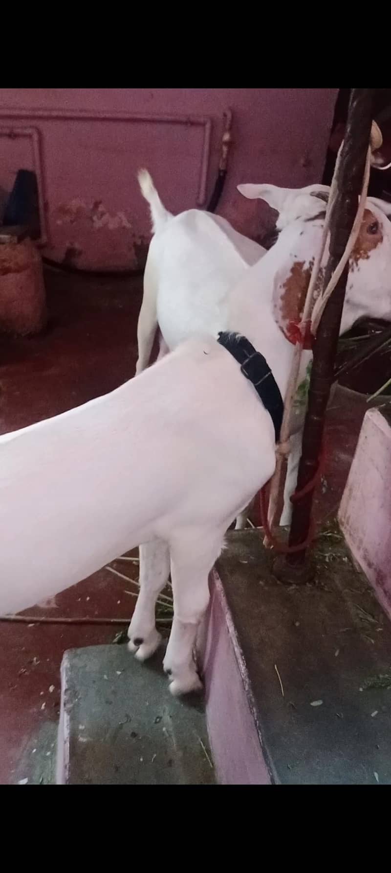 bakra bacha 0