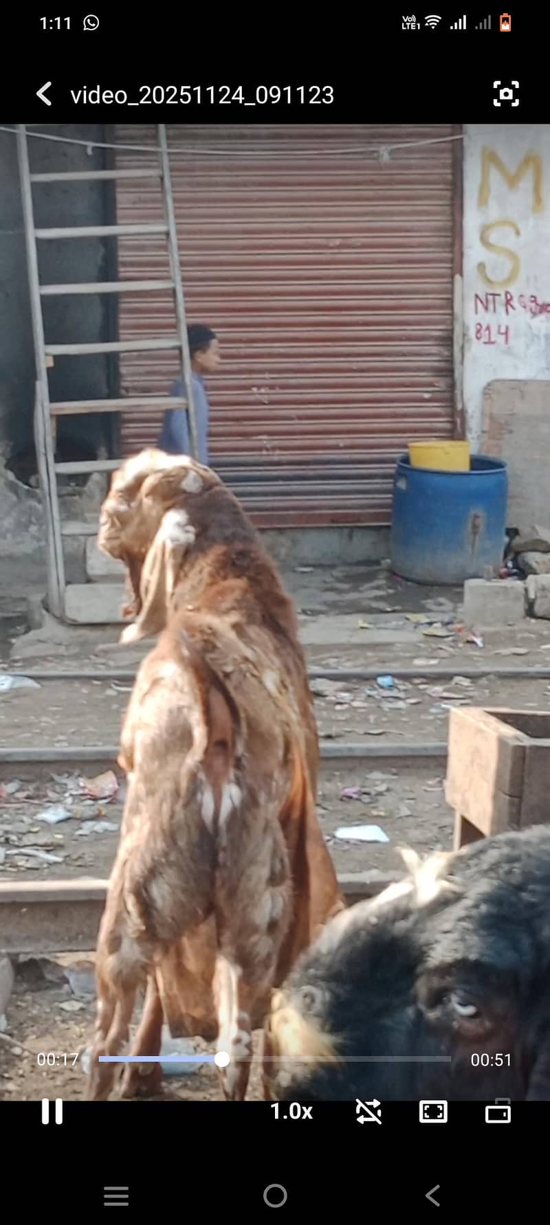 bakra bacha 2