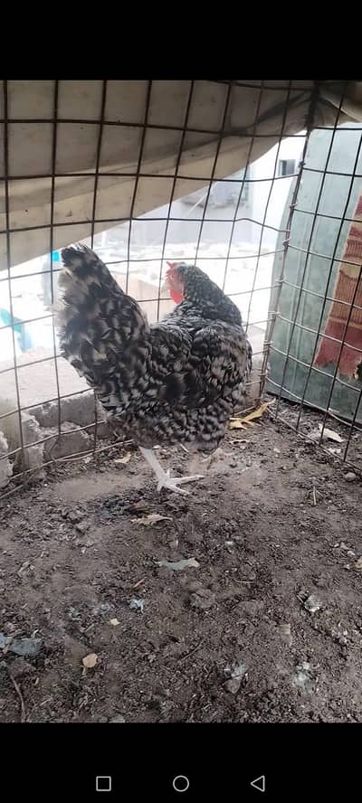 Fayoumi Egyptian, Plymouth & Hybrid Desi Hens for Sale in Karachi