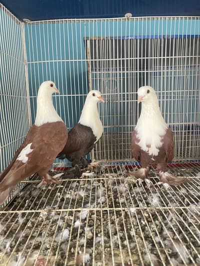 Karbalai