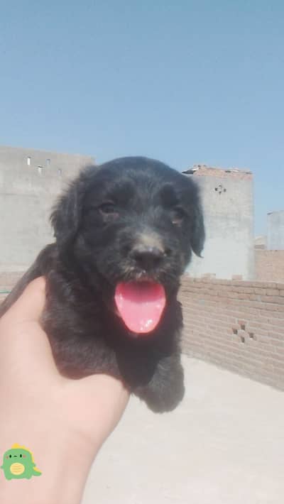 Pure labrador