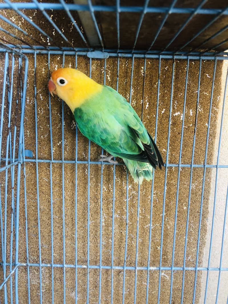 Parrots 0