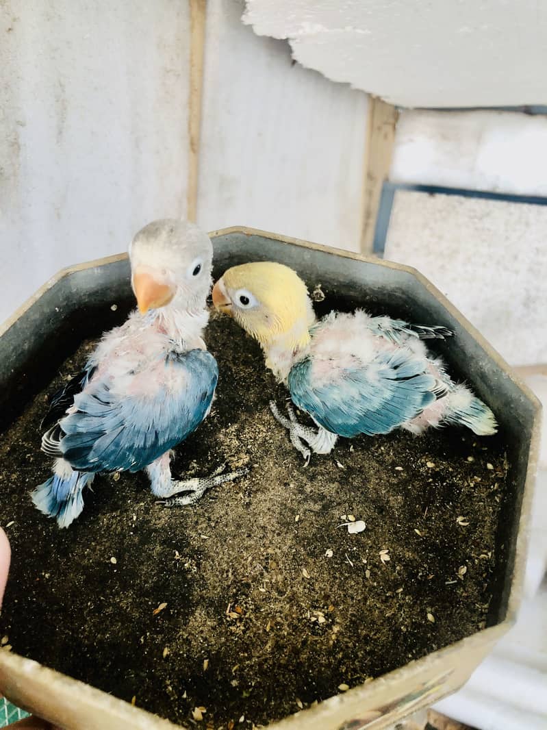 Parrots 1