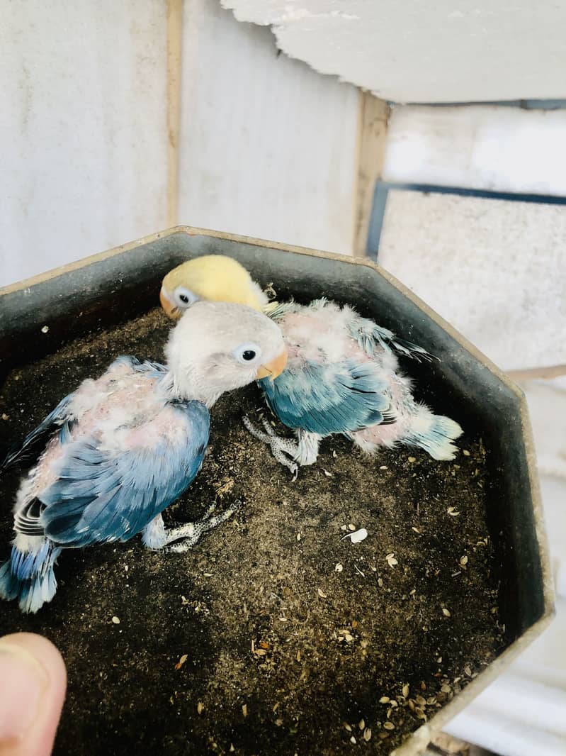 Parrots 2
