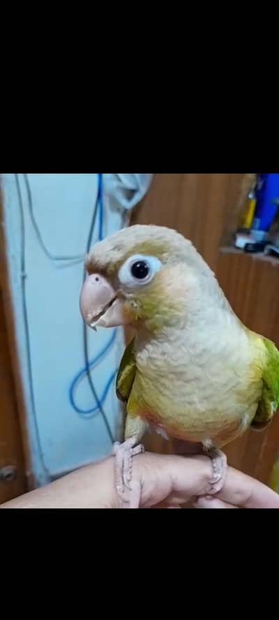 hand tamed pinaple conure