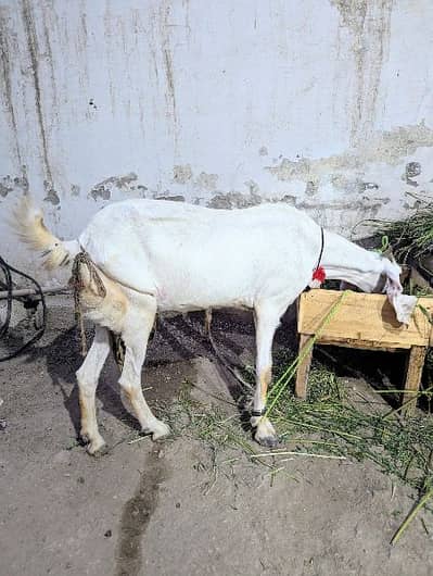 Rajanpuri Goat
