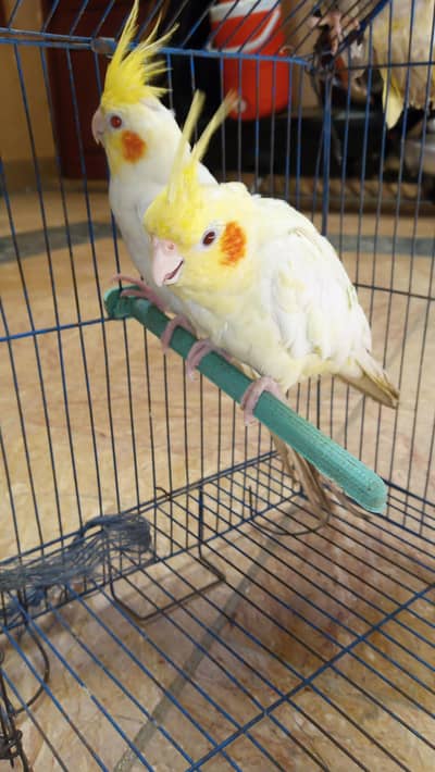 Friendly Pet lutino Parrot – Healthy & Active