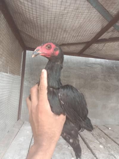 Thai pokay pure Madi