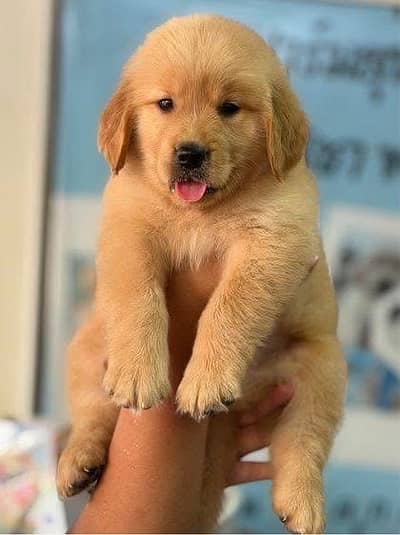 Golden Retriver puppies GR pedigree Dog