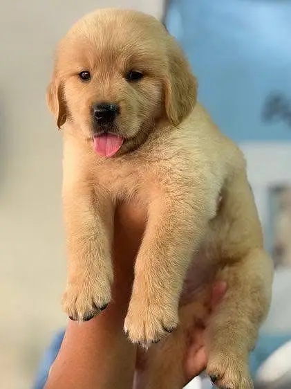Golden Retriver puppies GR pedigree Dog — photo 9