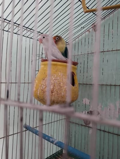 love birds pair for sale