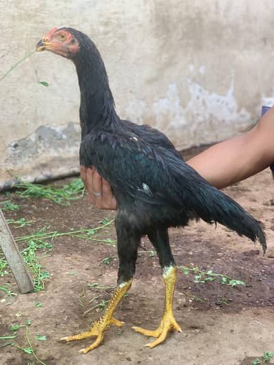shamo chicks
