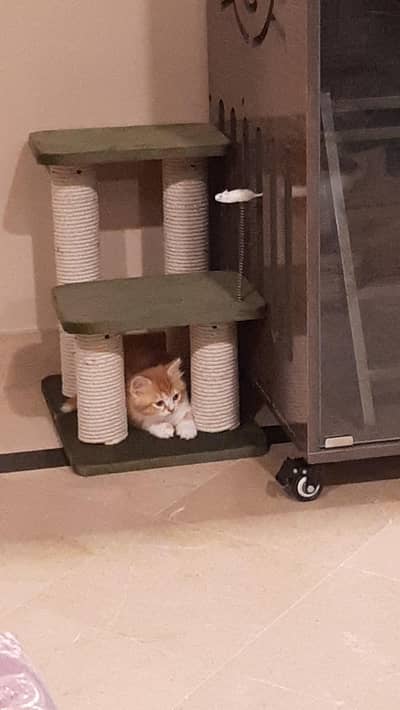 so cue kitten