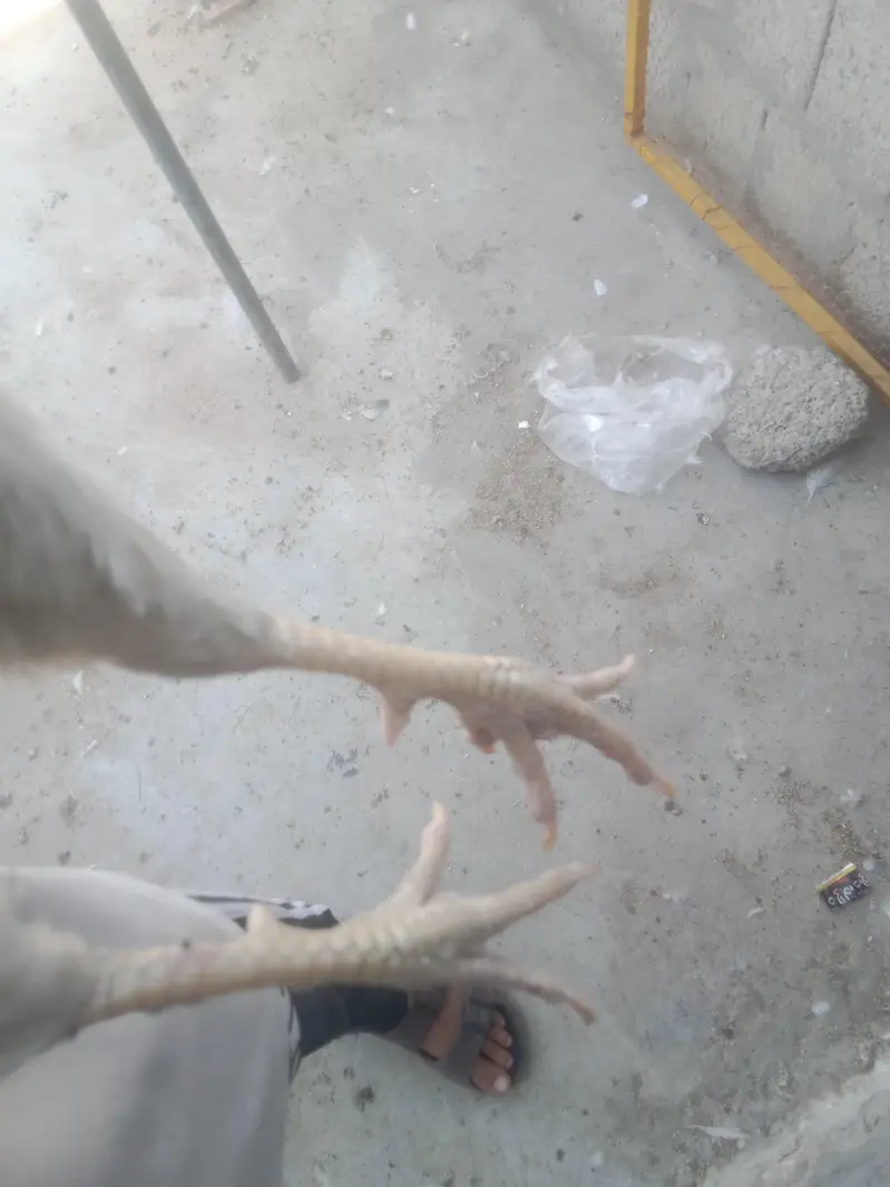 WHITE DESI MURG — photo 2