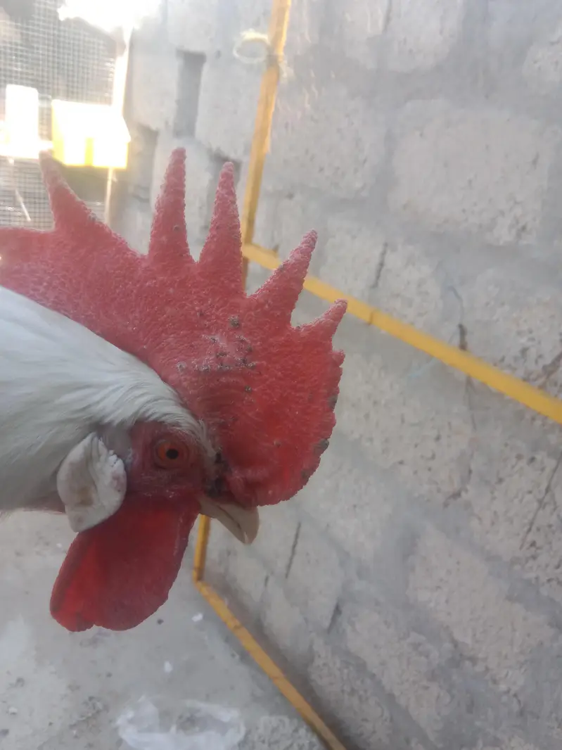 WHITE DESI MURG — photo 3