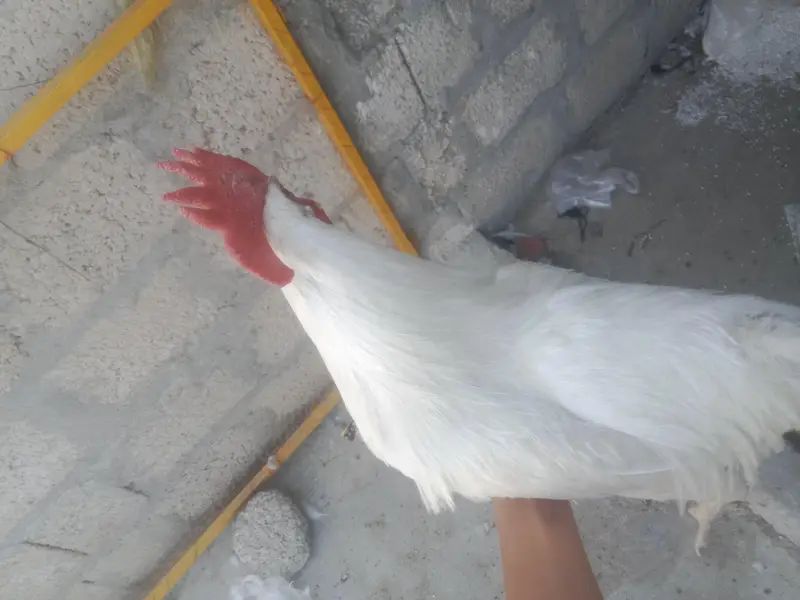 WHITE DESI MURG — photo 4