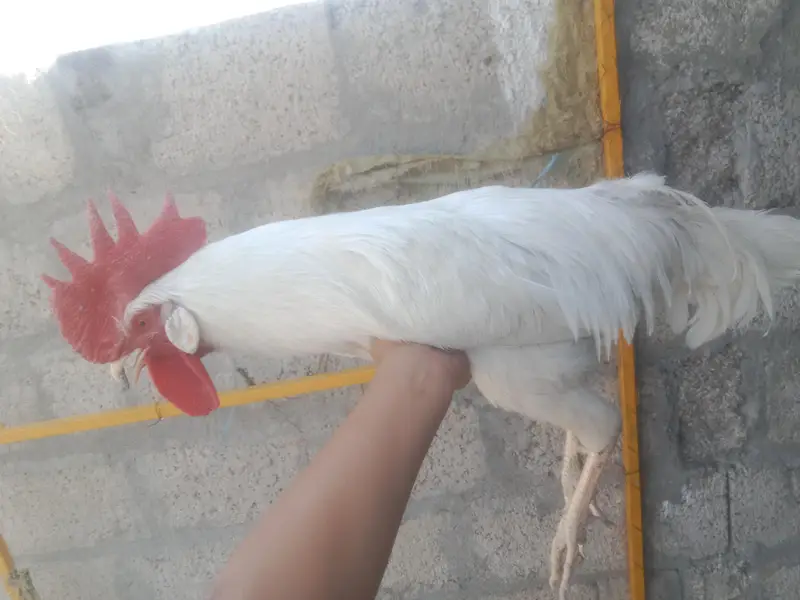 WHITE DESI MURG — photo 5