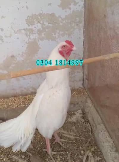 Heera Aseel Eggs