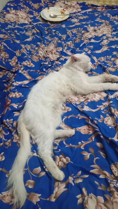 persion double coat 7 month colour  white male