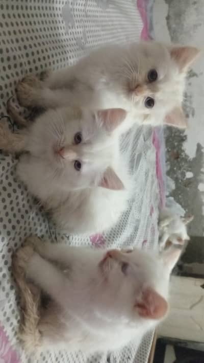 persian cat