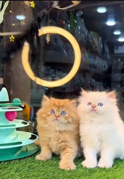 imported cat