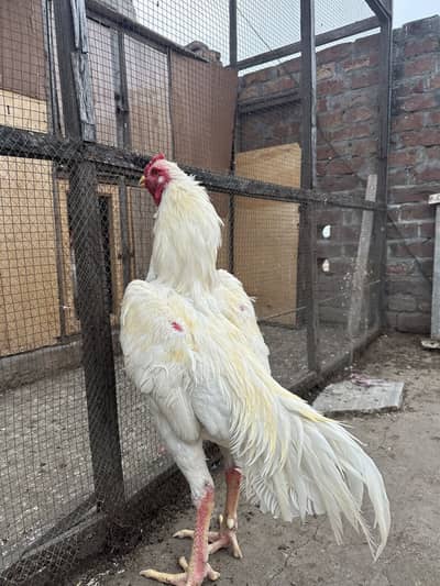 Japnease oh shamo white 14 months age