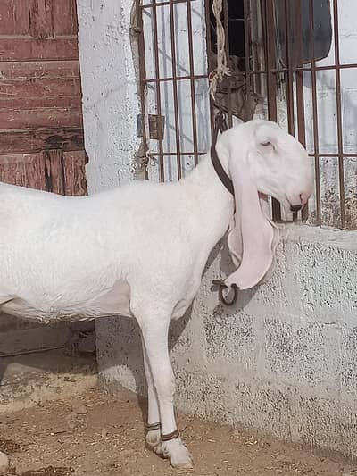 Mashallah pure kajli dumbi female available gabban hain dono