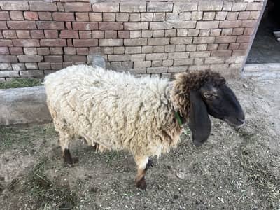 Sheep