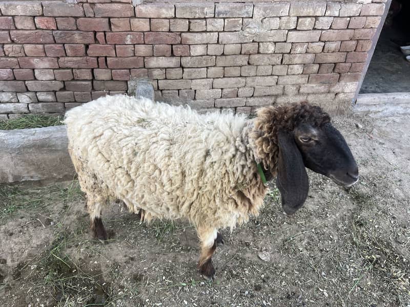Sheep 0