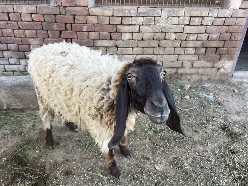 Sheep 1