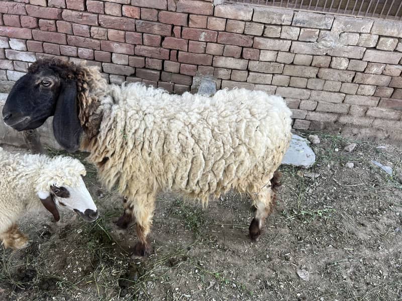 Sheep 2