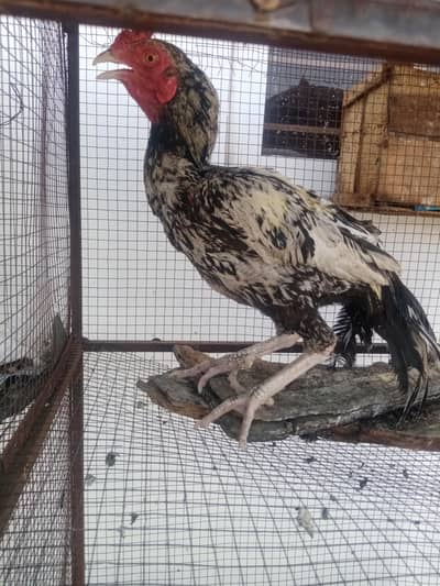 breeder aseel for sale