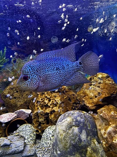 Flower horn fish