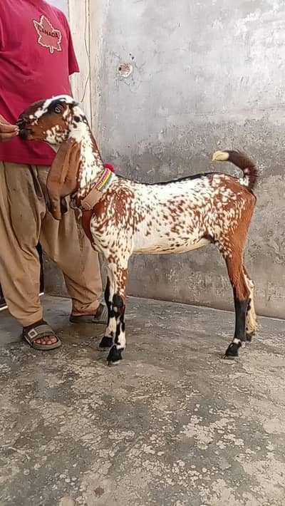 makkhi chini bakri