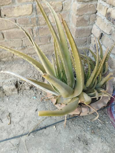 fresh aloe Vera plant 