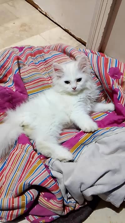 Pure Persian Male Kitten for Sale