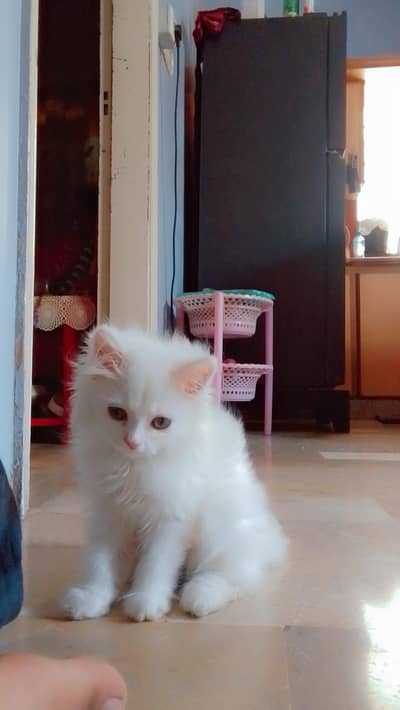 Pure Persian Male Kitten for Sale