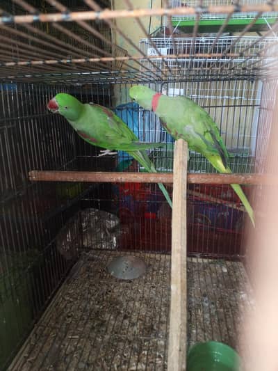 raw confirm breeder pair available all ok bounded pair available