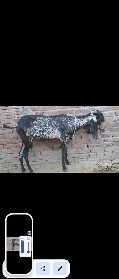 Dadi bakriya 8 dant hn makki chini or amratsari 03196624720