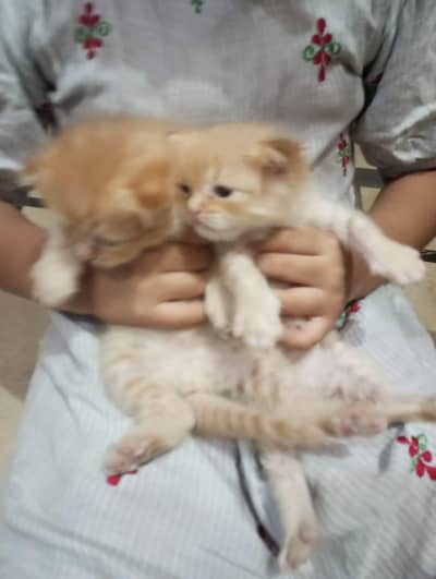 cats for sale
