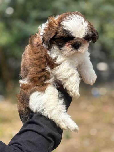 urgent sale