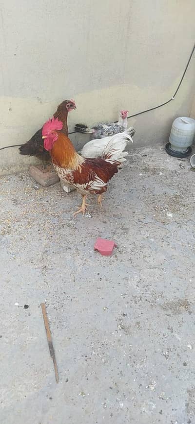 COCK AND HENS