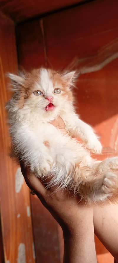 Healthy and Playful Persian cat
